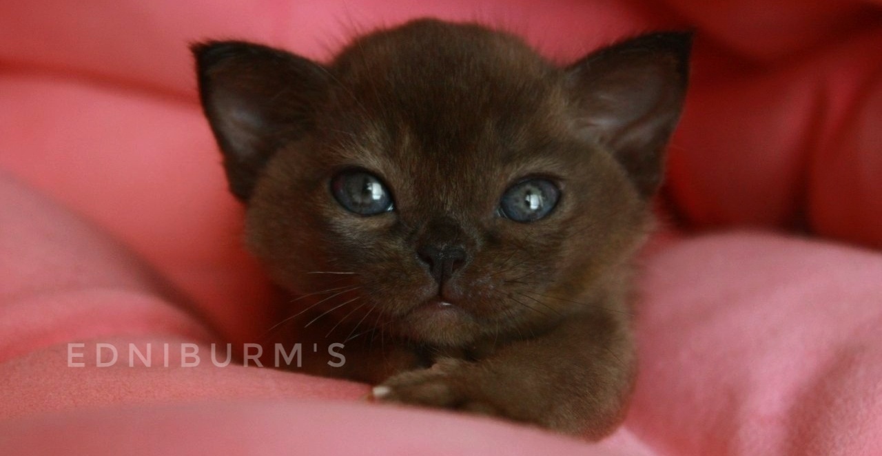 КУПИТЬ БУРМУ котенка в питомнике кот бурма соболиный окрас котенок