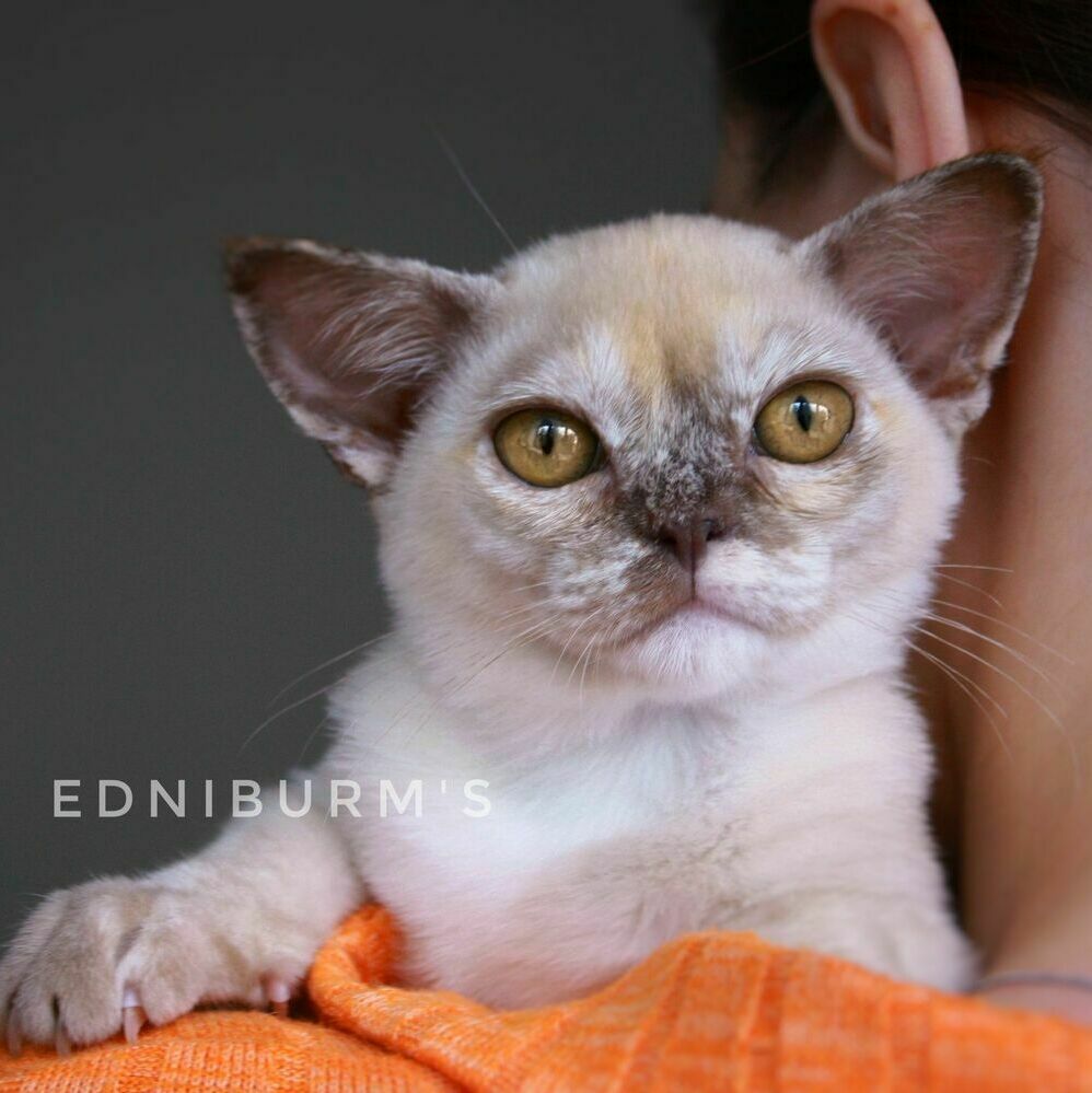 шоколадный черепаховый окрас фото шоколадной бурмы кошка купить в питомнике