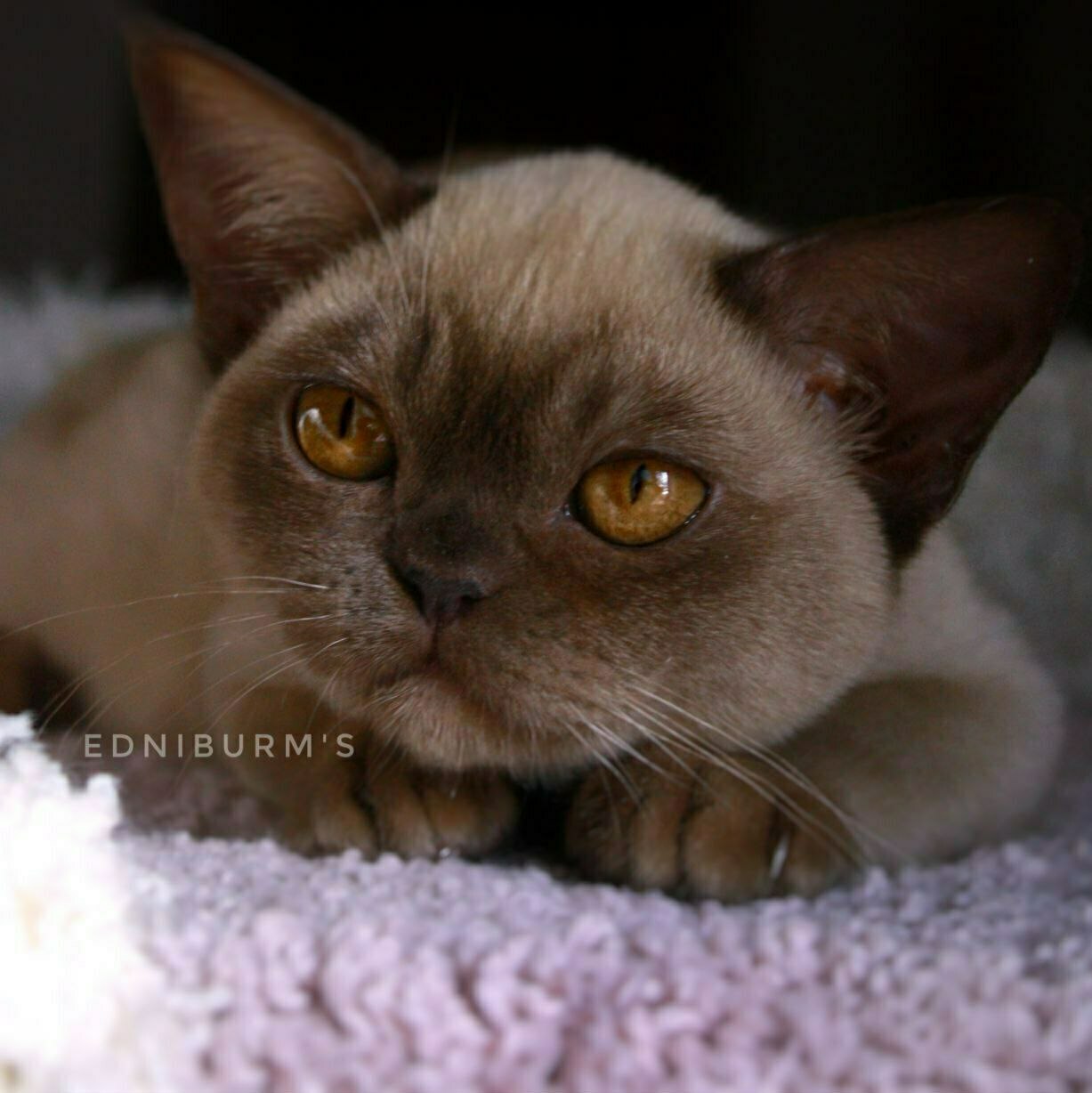 шоколадный окрас фото шоколадной бурмы кошка купить в питомнике