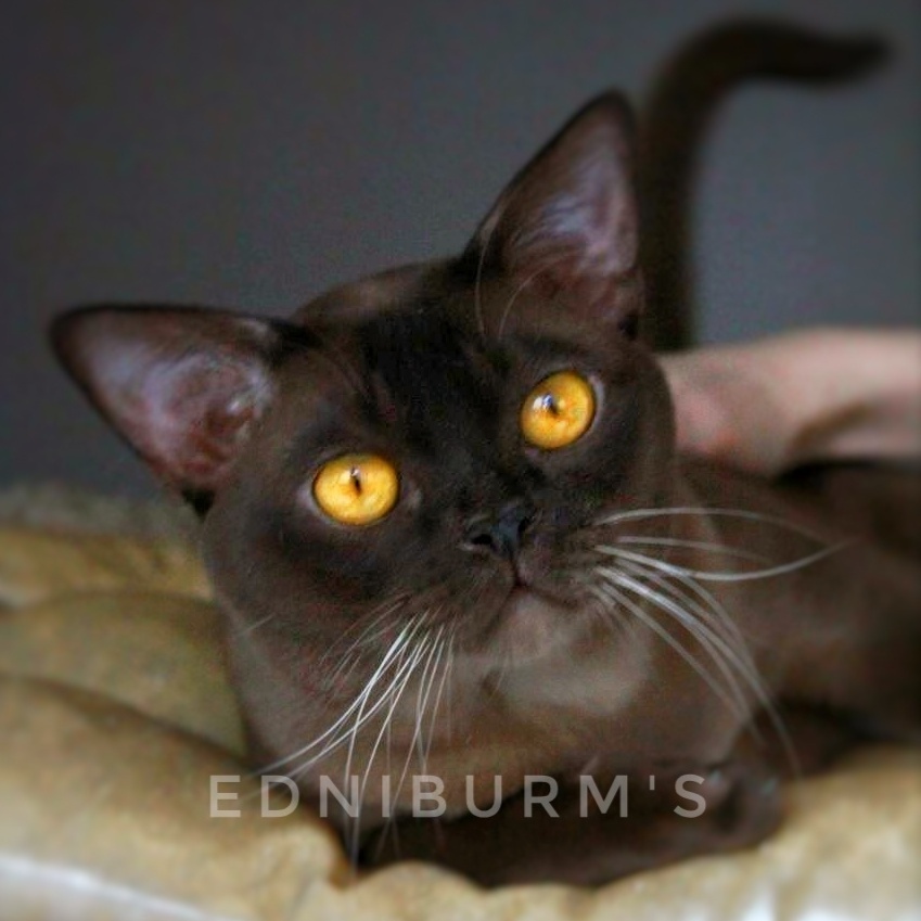 кот бурма шоколадный окрас бурманская кошка купить в екатеринбурге