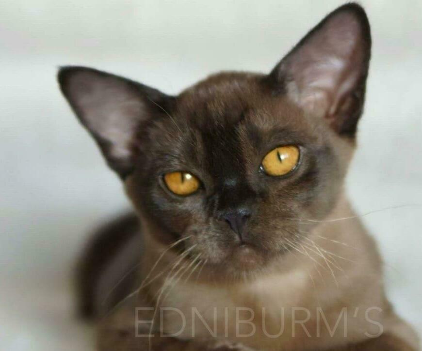 Бурманский котёнок Питомник бурмы