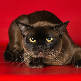 кот бурма соболиный окрас КУПИТЬ БУРМУ котенка в питомнике