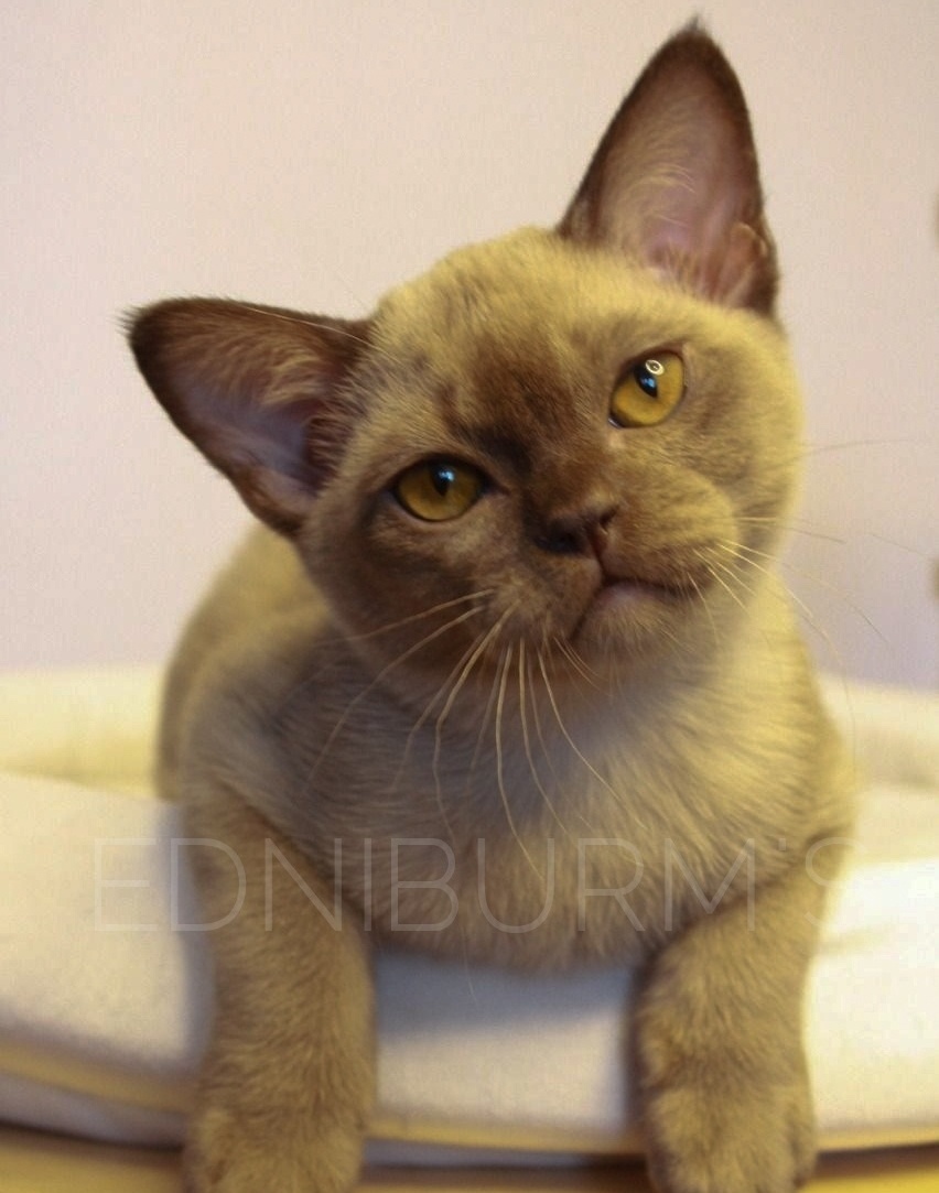 Шоколадный котик бурманский Бурма котёнок