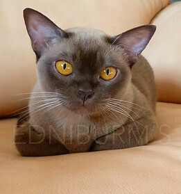 купить в екатеринбурге фото бурма кошка ласковая порода