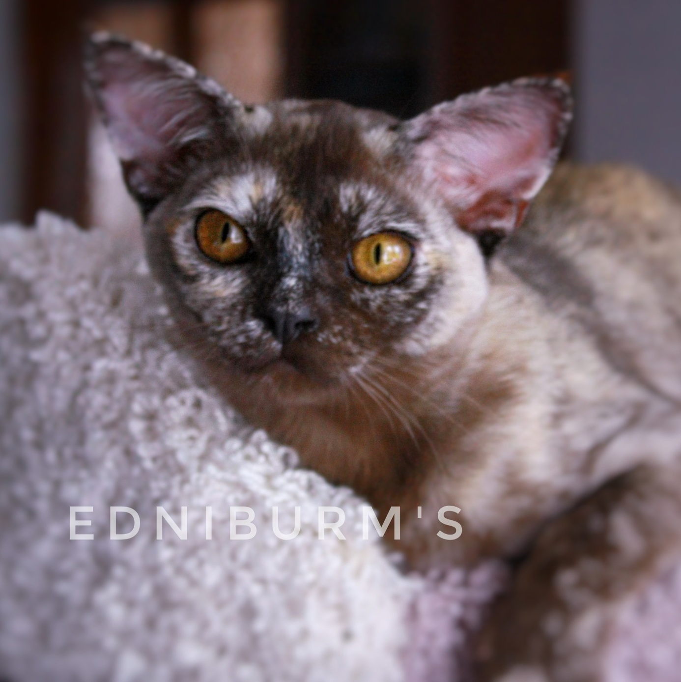 соболиная черепаха окрас в бурме фото черепах бурмы кошка купить в питомнике