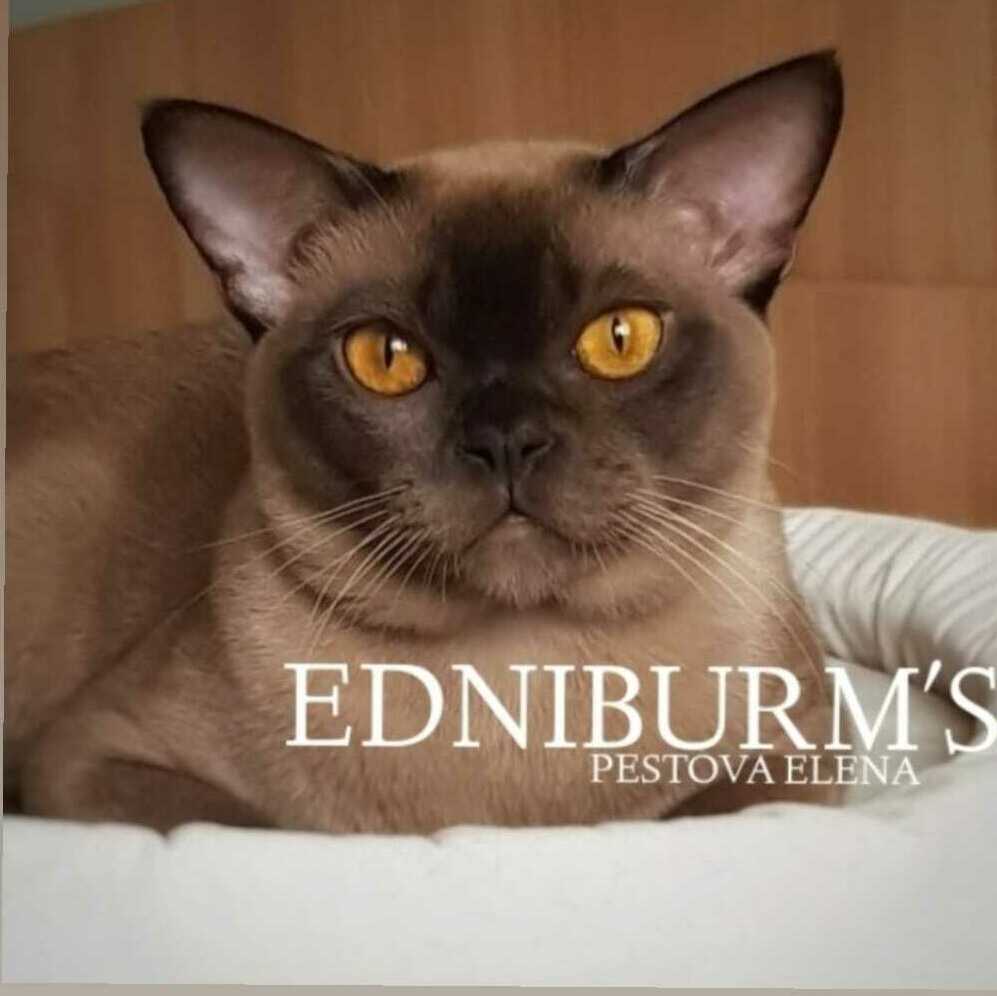 кот бурма шоколадный окрас бурманская кошка купить в екатеринбурге