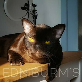 кот бурма соболиный окрас бурманская кошка купить в екатеринбурге москве