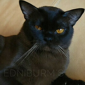 кот бурма соболиный окрас КУПИТЬ БУРМУ котенка в питомнике