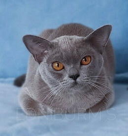 кошка порода бурма купить в екатеринбурге фото кошка бурма голубой окрас купить
