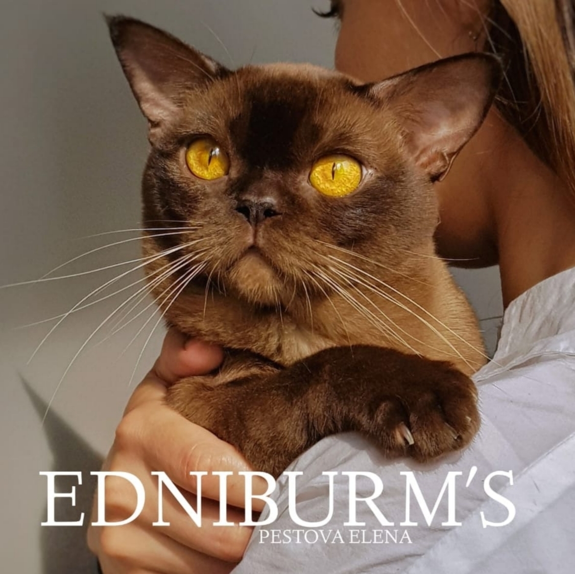 кот бурма шоколадный окрас КУПИТЬ БУРМУ котенка в питомнике