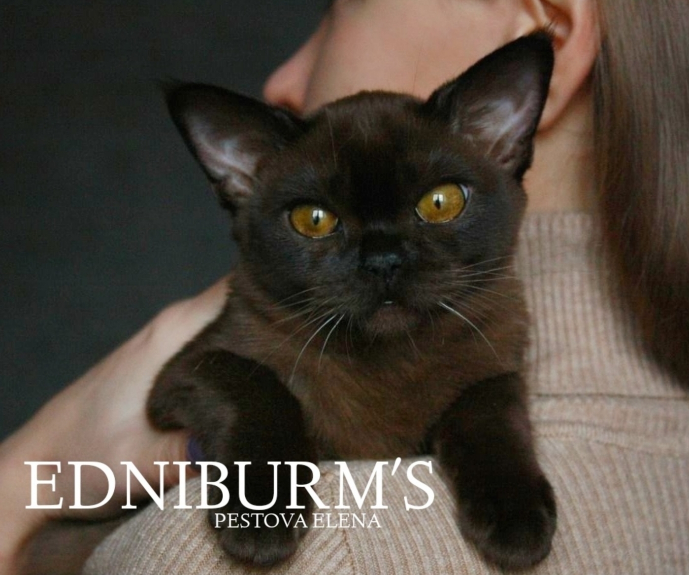 купить бурму в питомнике фото бурманская кошка