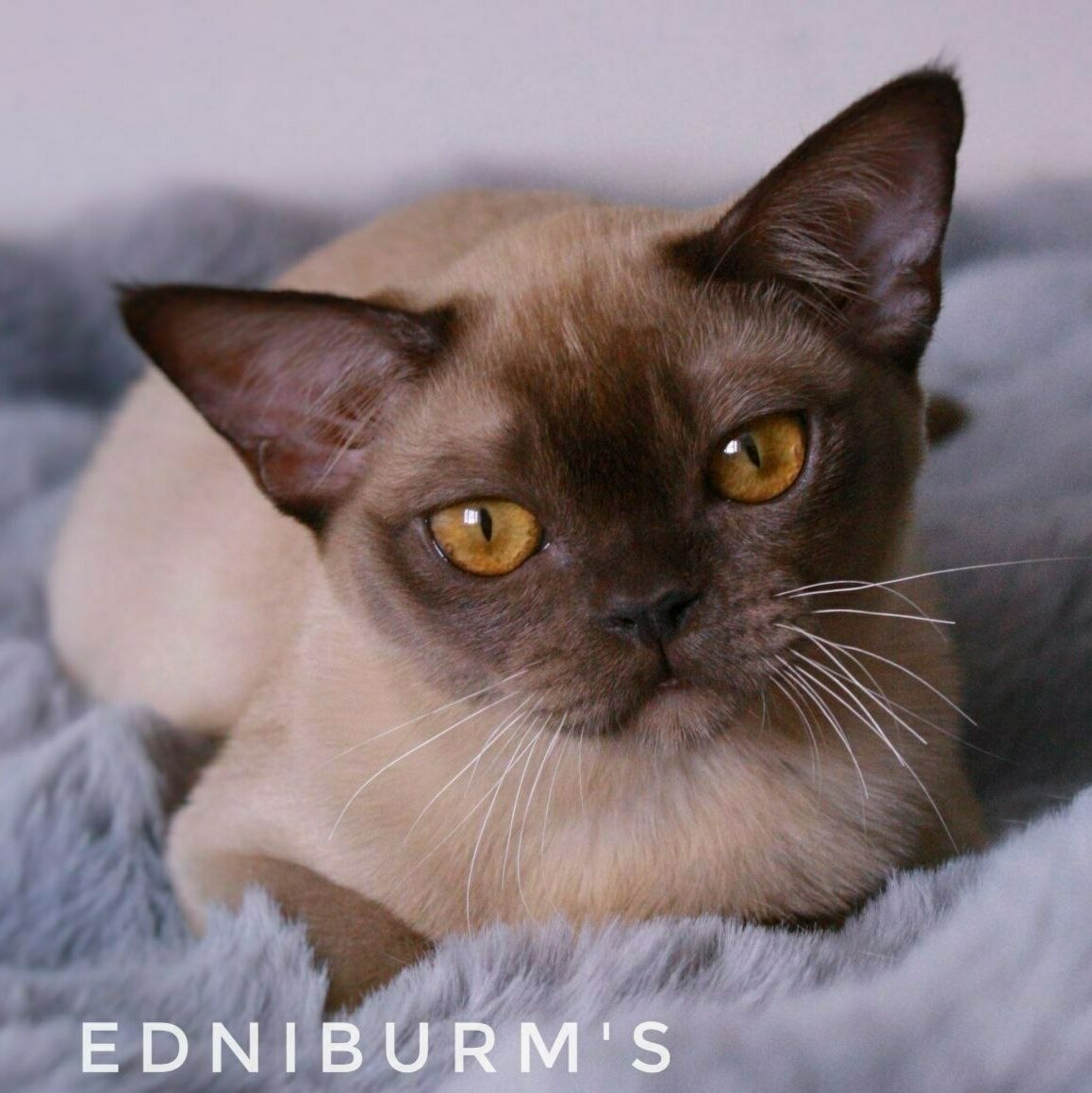 шоколадный окрас фото шоколадной бурмы кошка купить в питомнике