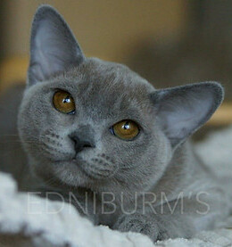 голубой окрас бурма кошка фото