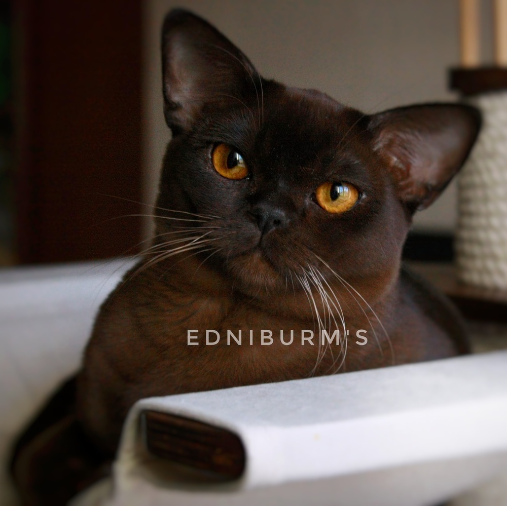 кот бурма шоколадный окрас бурманская кошка купить в екатеринбурге