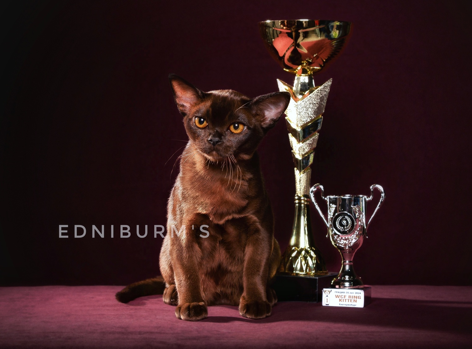 кот бурма соболиный окрас котенок КУПИТЬ БУРМУ котенка в питомнике, Москва, СПб, Екатеринбург