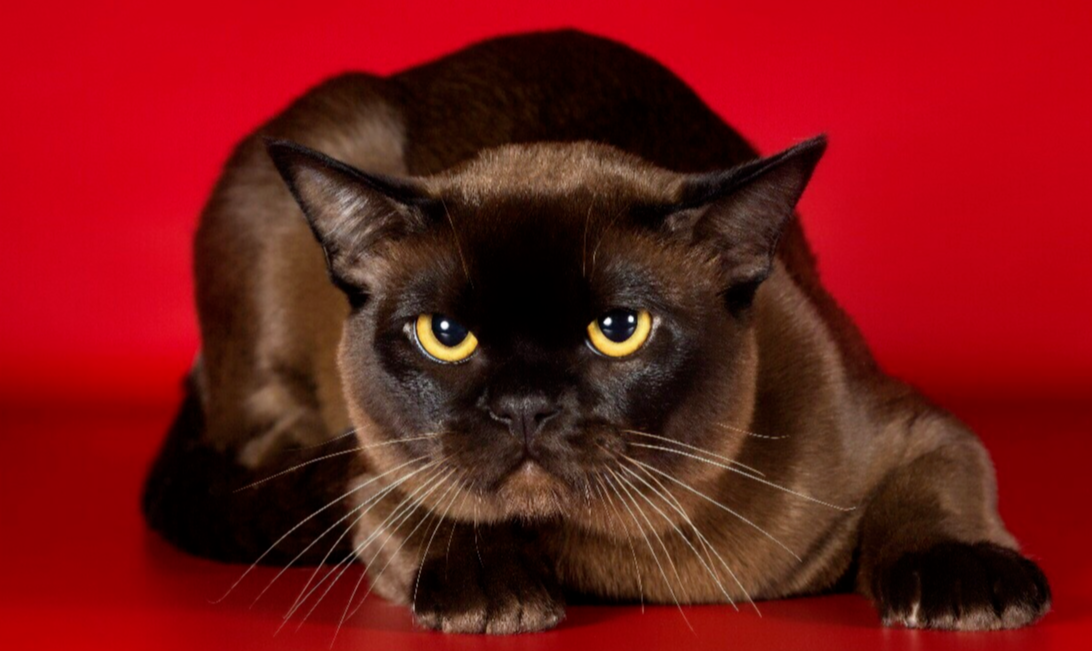 кот бурма соболиный окрас БУРМА купить котенка. Питомник породы кошек европейская бурма.