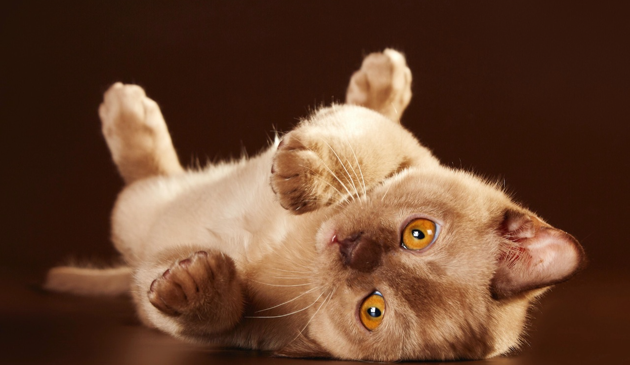 Екатеринбург, доставка в Москву, СПб и другие города. КУПИТЬ БУРМУ котенка в питомнике