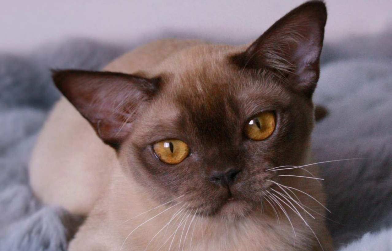 кошка бурма шоколадный окрас с котенком БУРМА купить котенка. Питомник породы кошек европейская бурма.