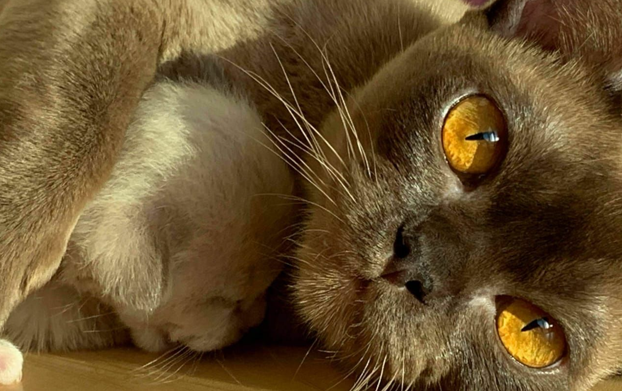 кошка бурма шоколадный окрас с котенком БУРМА купить котенка. Питомник породы кошек европейская бурма.