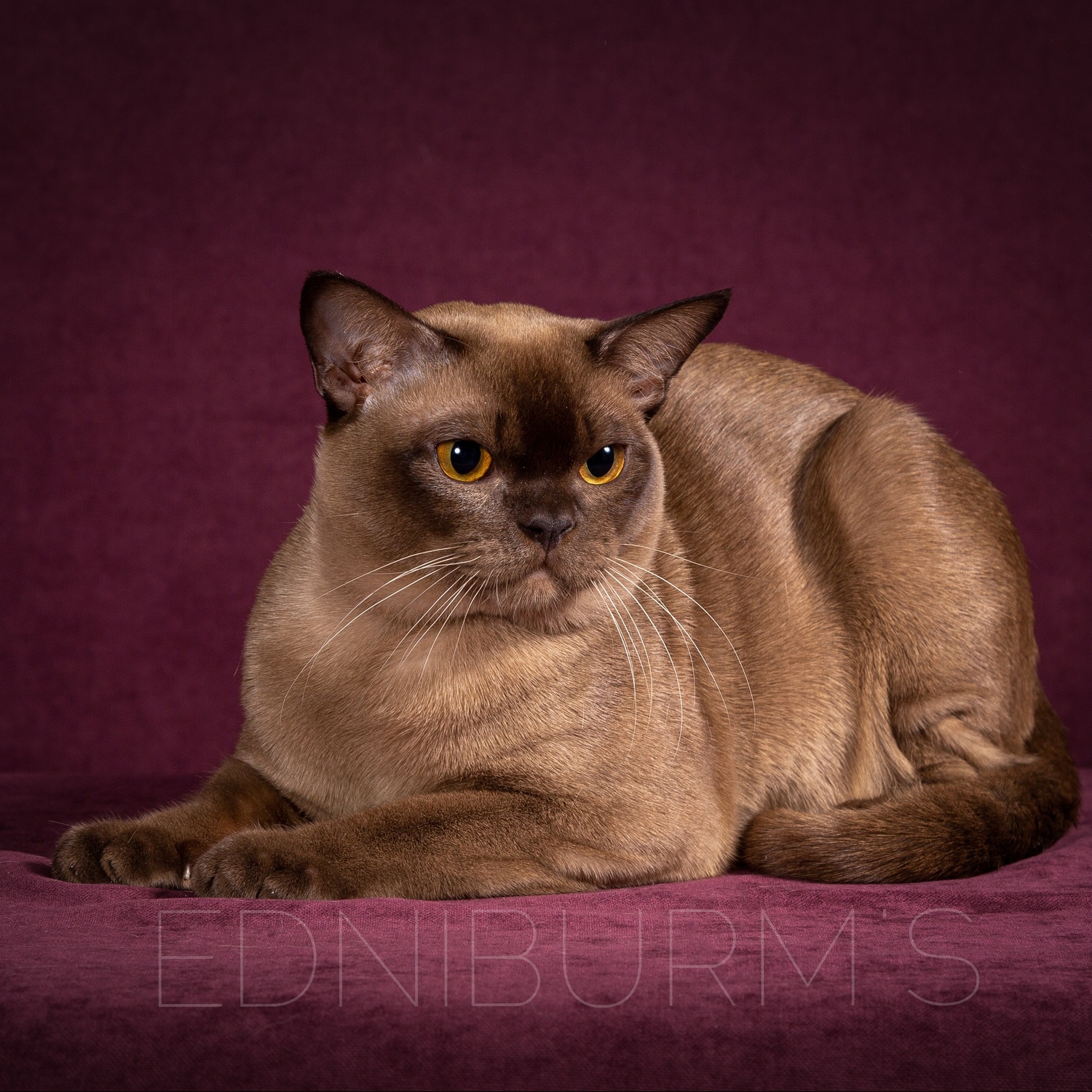 кот шоколадный окрас бурманск БУРМА купить котенка. Питомник породы кошек европейская бурма.