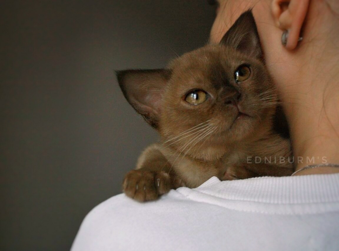 Ветклиники: правила безопасности при посещении 