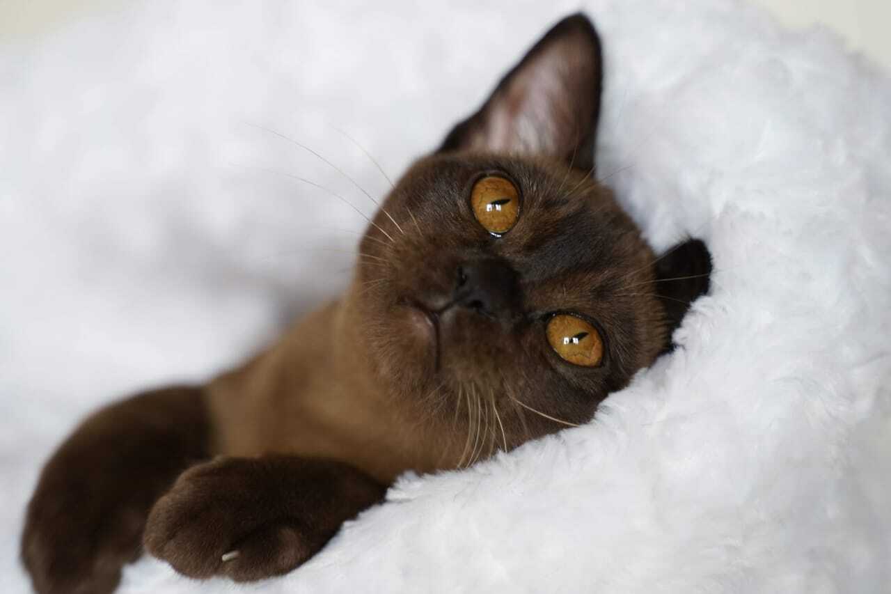 Самая ласковая порода кошка бурма соболиный окрас