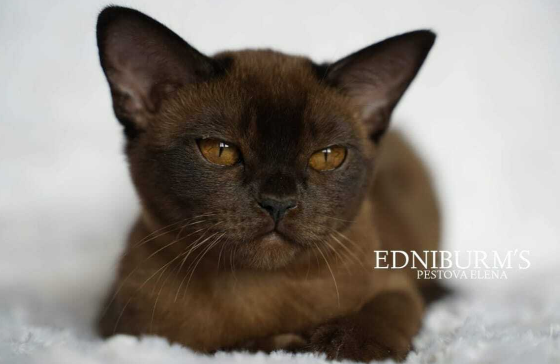 кошка бурма соболиный окрас КУПИТЬ БУРМУ котенка в питомнике
