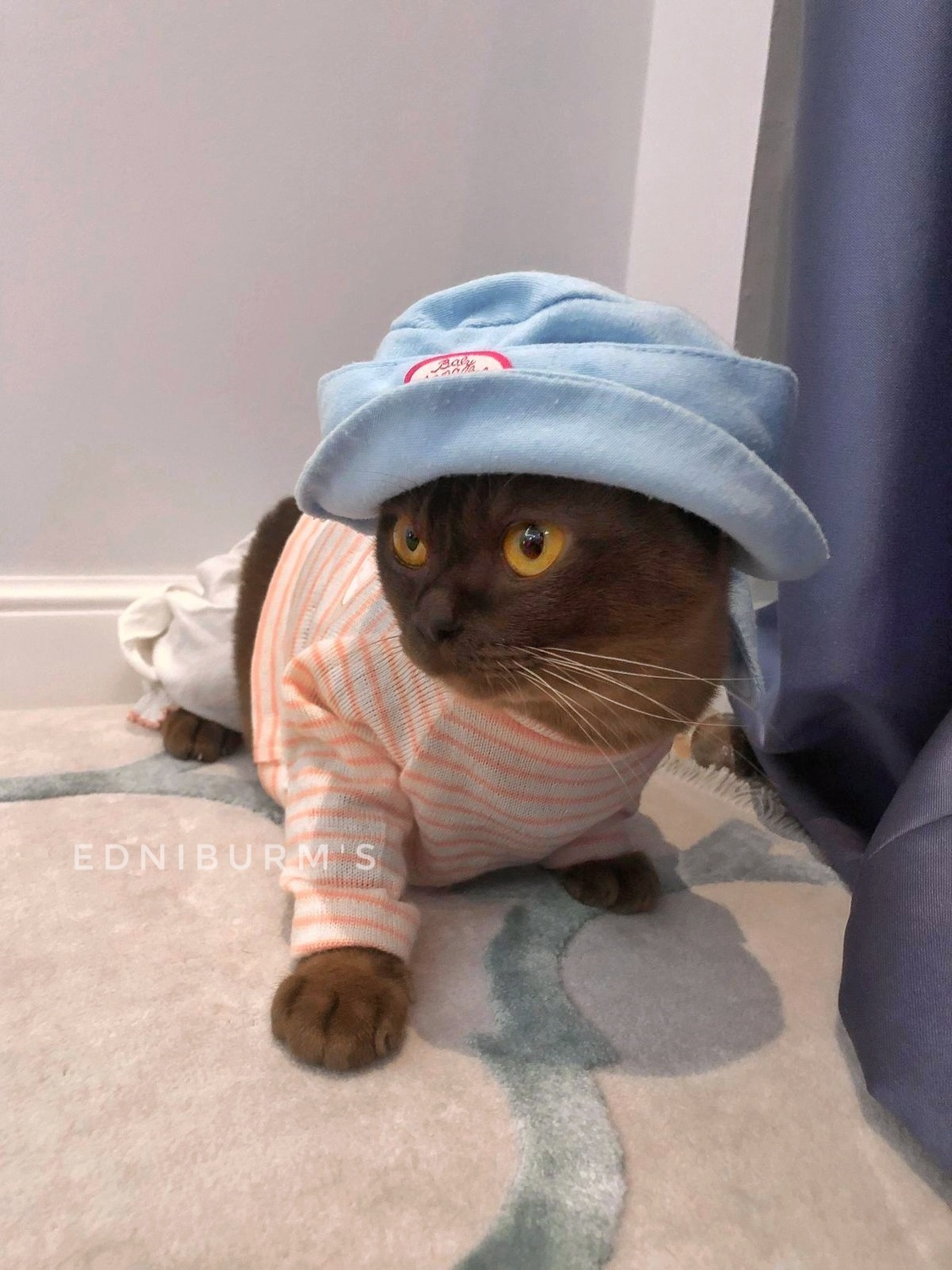 Бурма - гипоаллергенная порода. Правда или миф?