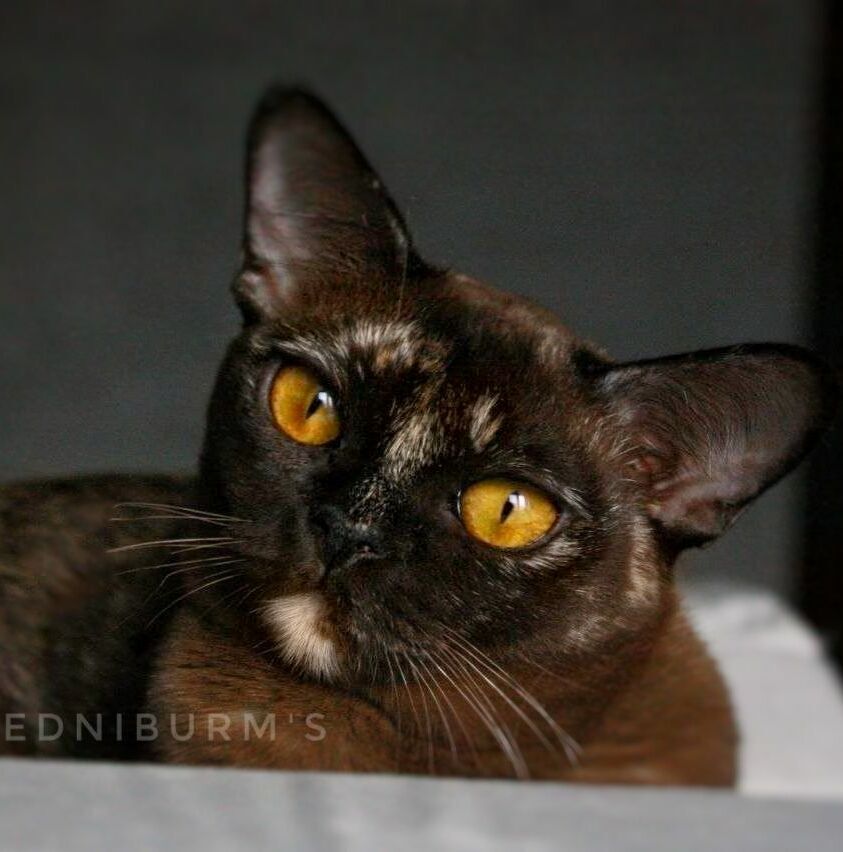 кошка соболиная черепаховая европейская бурма екатеринбург москва спб соболиная черепаховая окрас бурма