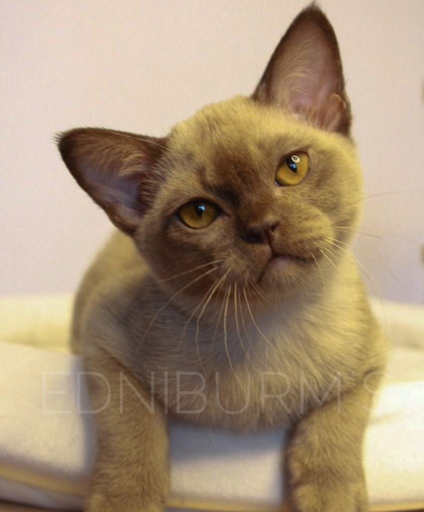 Шоколадный котик бурманский Бурма котёнок