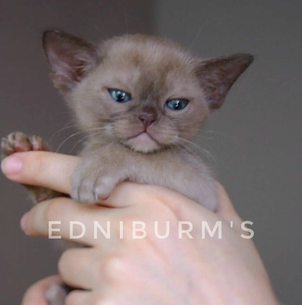 кошка соболиная черепаховая европейская бурма екатеринбург москва спб соболиная черепаховая окрас бурма