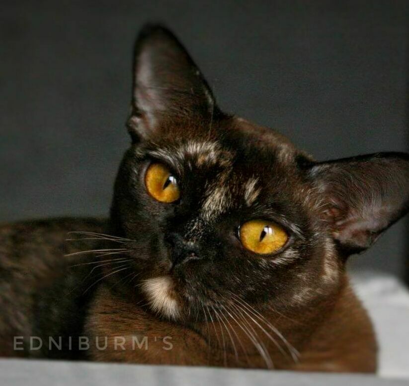 кошка соболиная черепаховая европейская бурма екатеринбург москва спб соболиная черепаховая окрас бурма