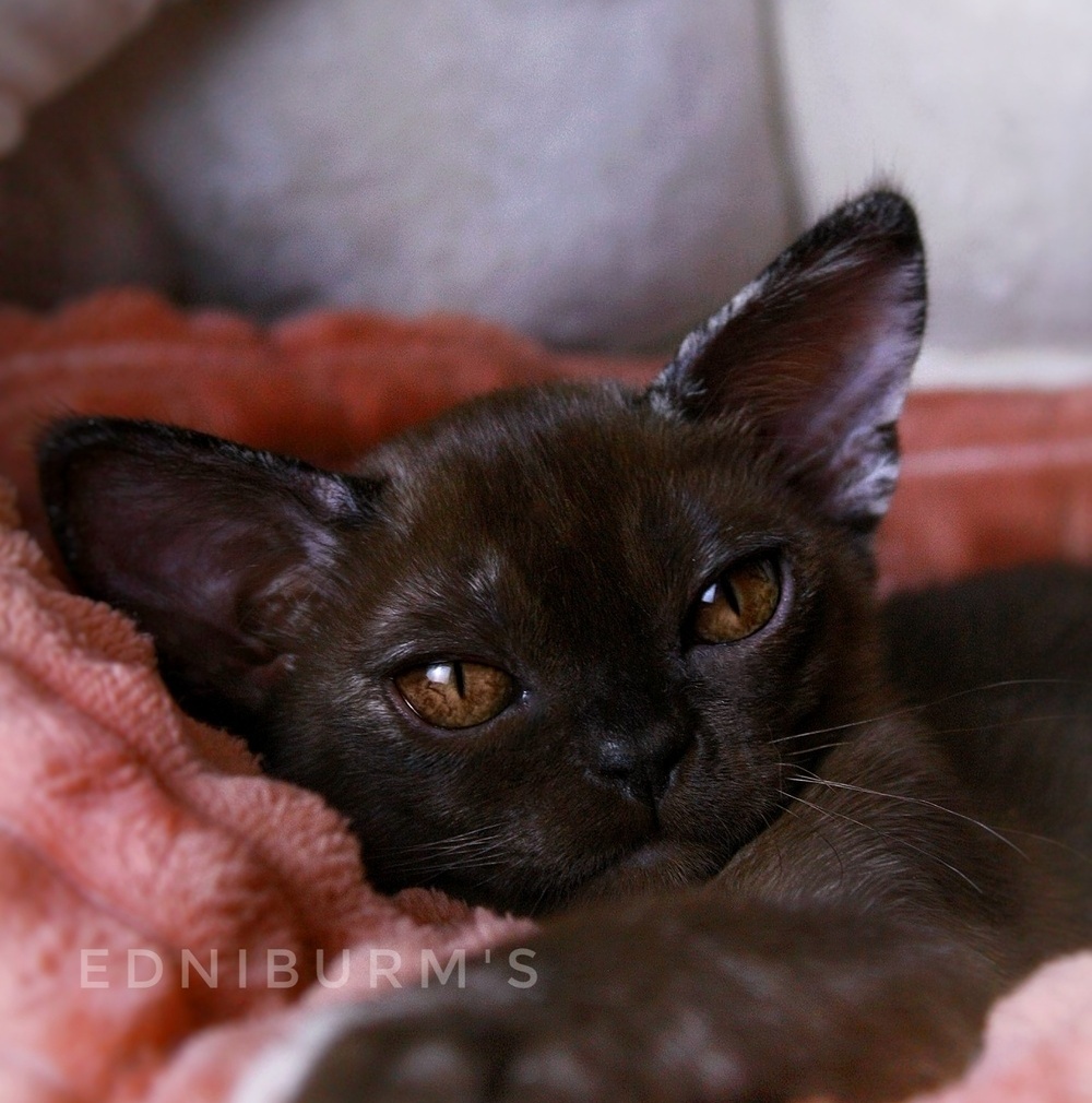 соболиный черепаховый окрас бурма купить бурму котенок кошечка