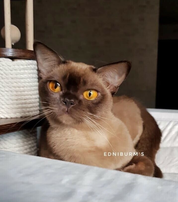 шоколадный окрас фото шоколадной бурмы кошка купить в питомнике
